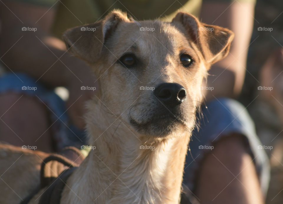 A dog looks alert in the late afternoon sun