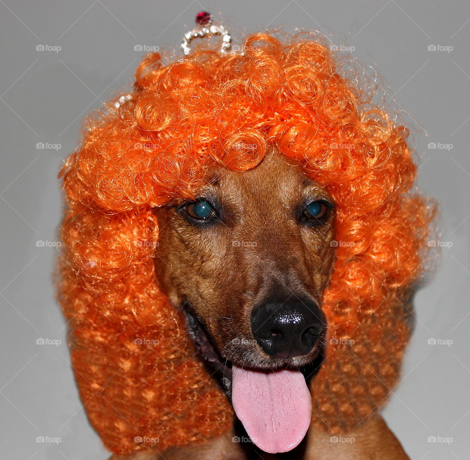 carnival dog. daschund With hair