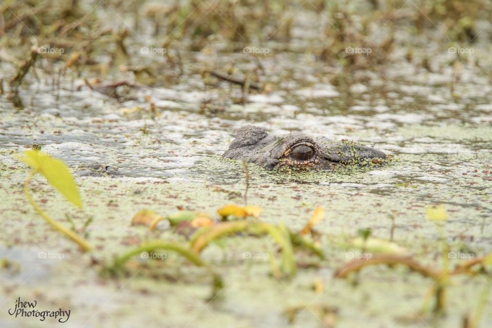 Florida Gator