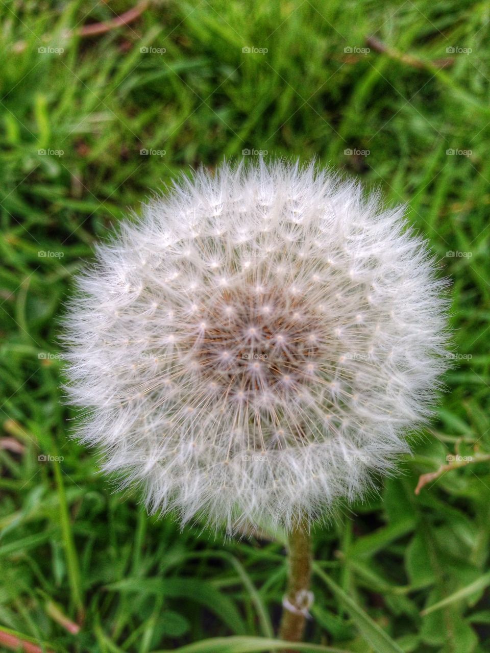 Dandelion seeds