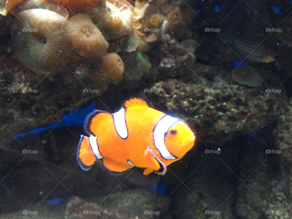clownfish - Quebec City Aquarium - Quebec City, Canada