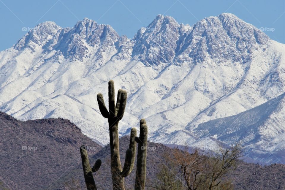 The snow covered Superstition Mountains east of Phoenix Arizona provide a beautiful winter backdrop to a Saguaro cactus