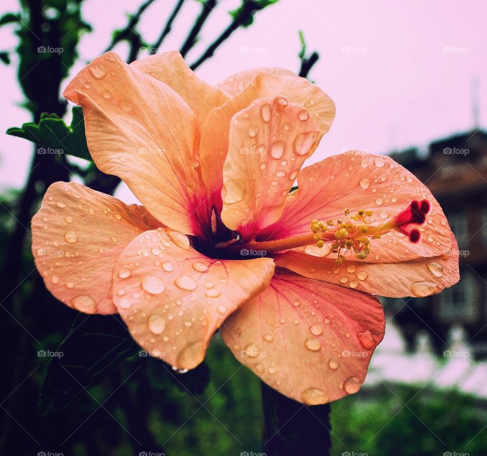 Raindrops on petals !