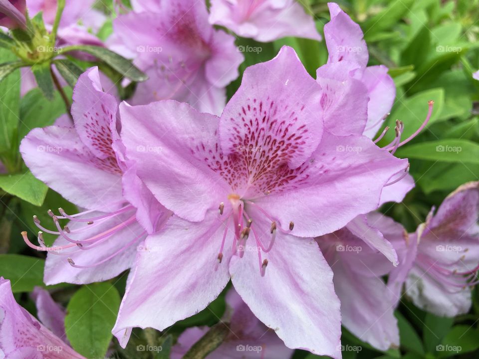 Rhododendron 
