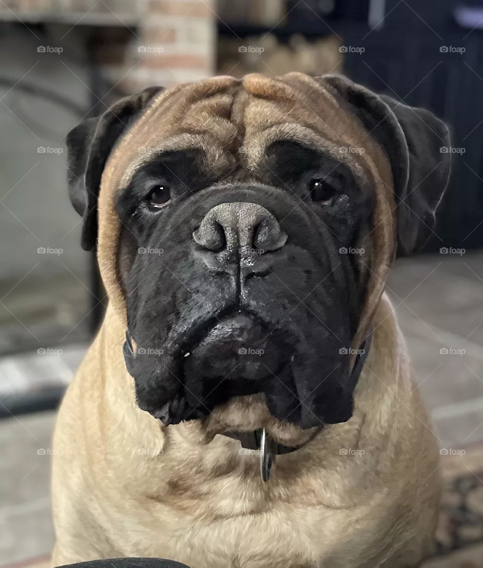 Why the long face