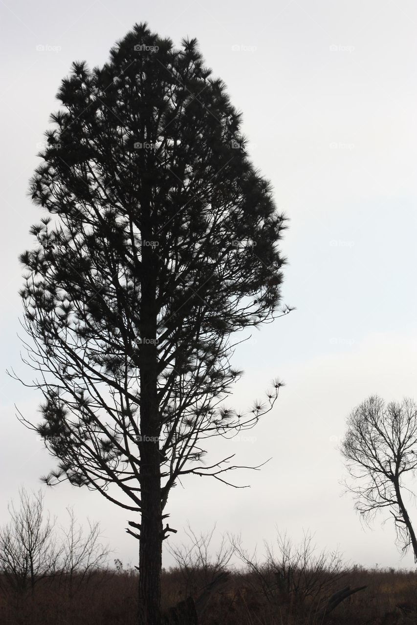 Tree at dusk.