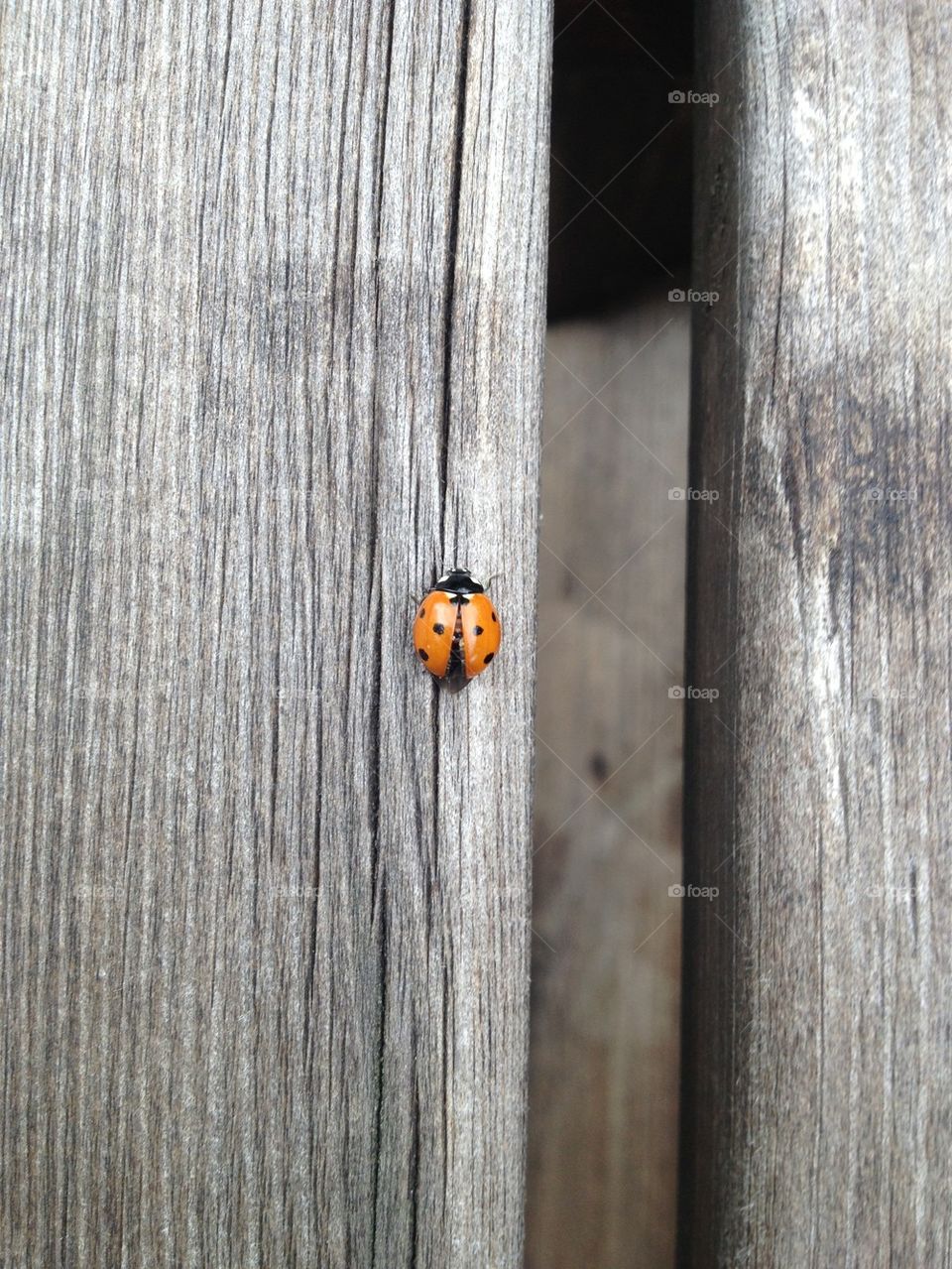 Ladybug on wooden