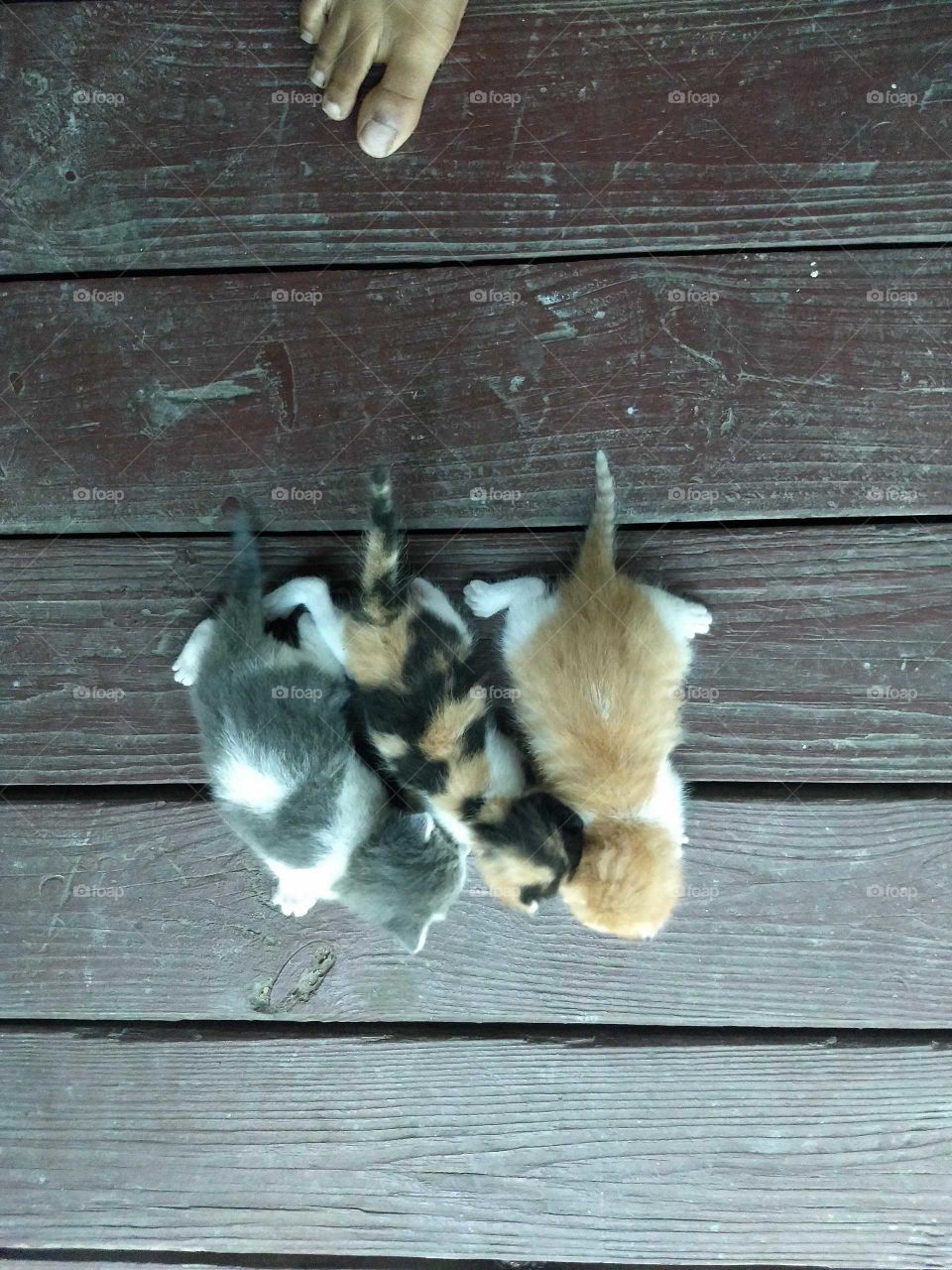 Baby kitties learning to walk