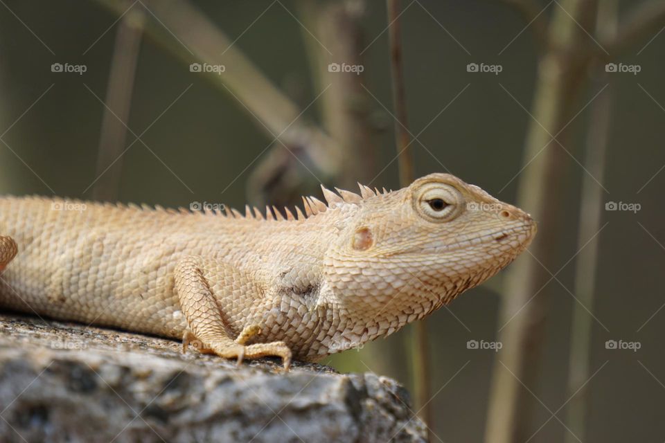 Lizard