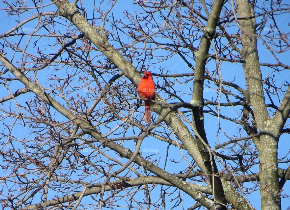 Cardinal in the spring