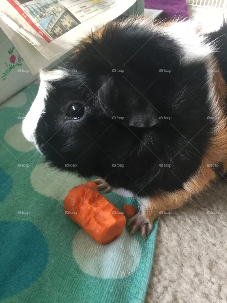 Cute, Mammal, Pet, Animal, Dog