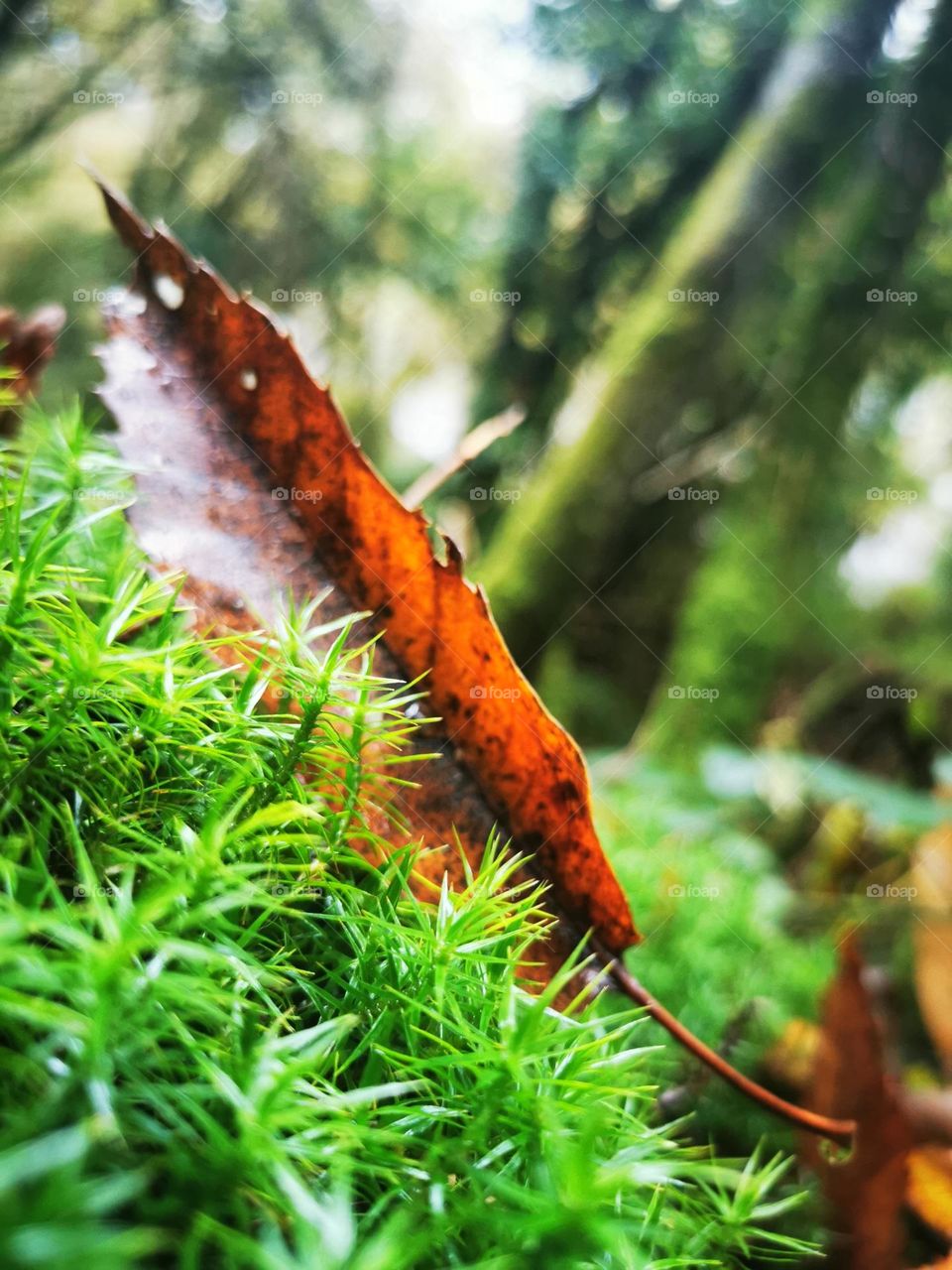 Feuille d'arbre sur de la mousse