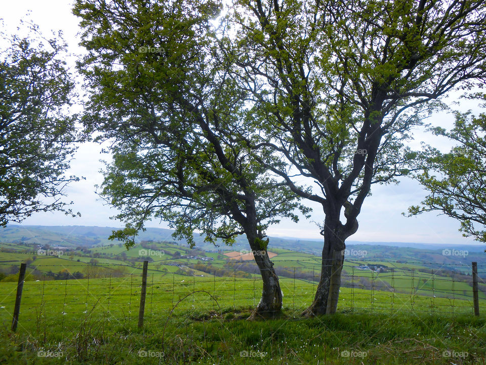 Two trees by the fence and a view of farmland
