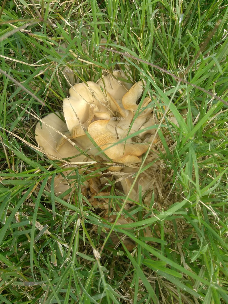 extremely interesting mushrooms growing in the pasture