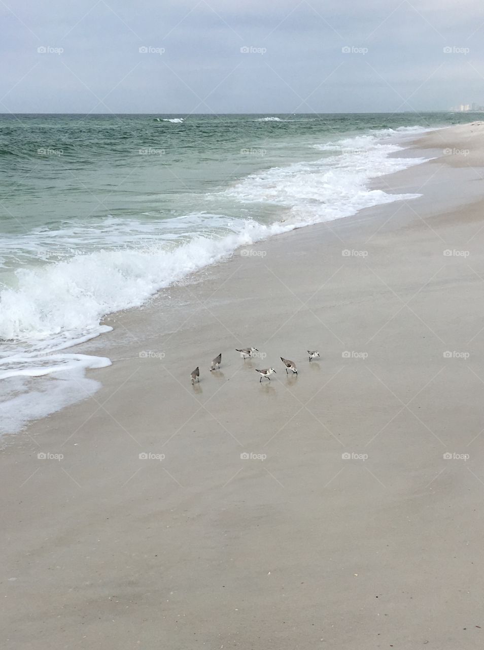 Birds on the gulf