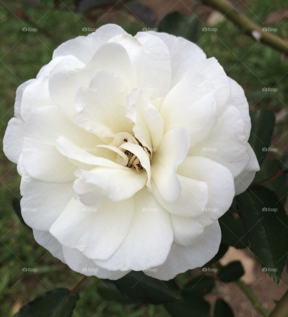 🌹 🇺🇸 Very beautiful flowers to brighten our day.  Live nature and its beauty. Did you like the delicate petals? / 🇧🇷 Flores muito bonitas para alegrar nosso dia. Viva a natureza e sua beleza. Gostaram das pétalas delicadas? 