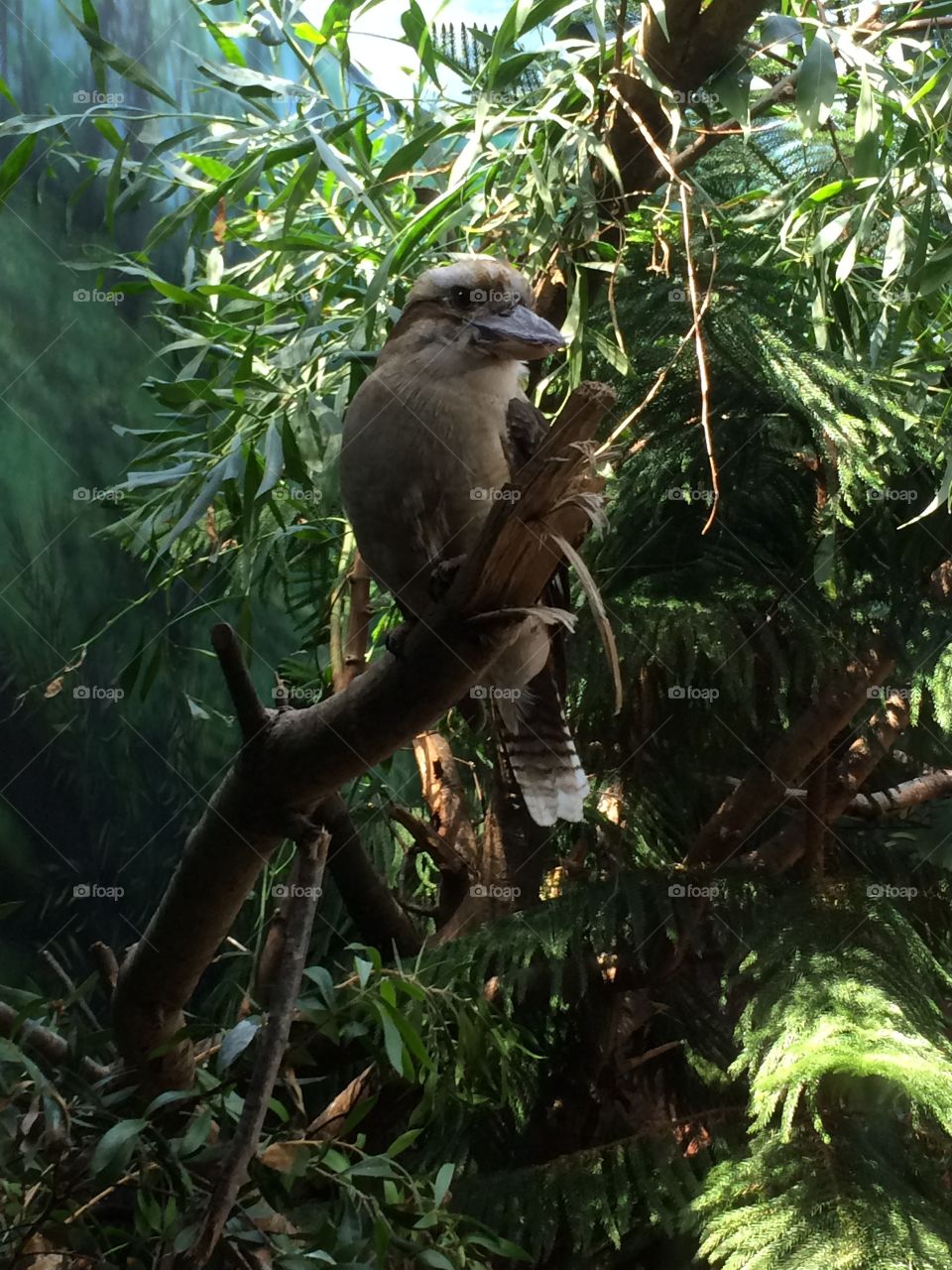 Bird from Woodland Park Zoo 