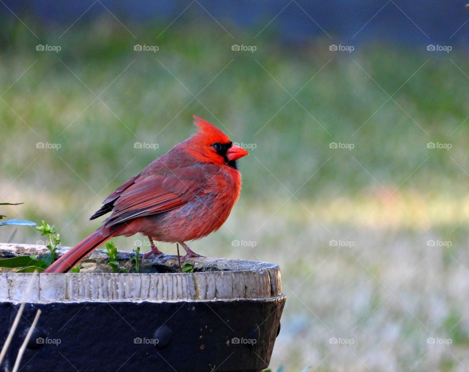 Unusual sus-pets - Northern Cardinal - The adult male is a brilliant crimson red color with a black face mask over the eyes, extending to the upper chest