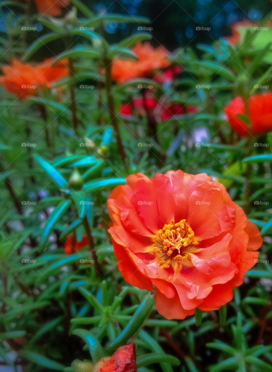 Close-up of red flower