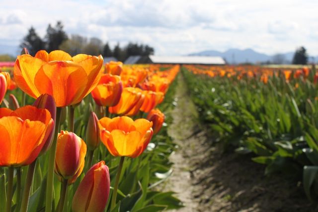 Orange tulips