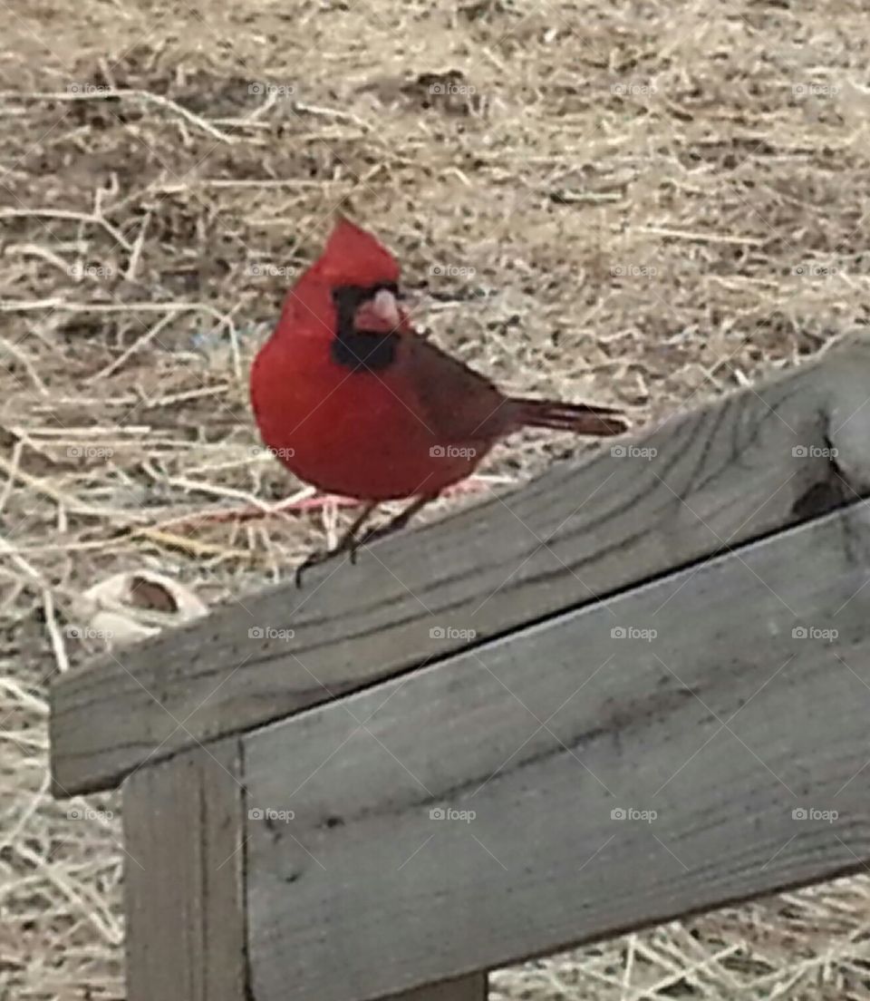 Cardinal close up