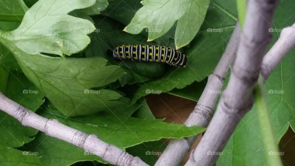 caterpillar