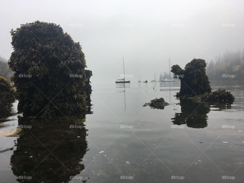 Water, No Person, Tree, Landscape, Lake