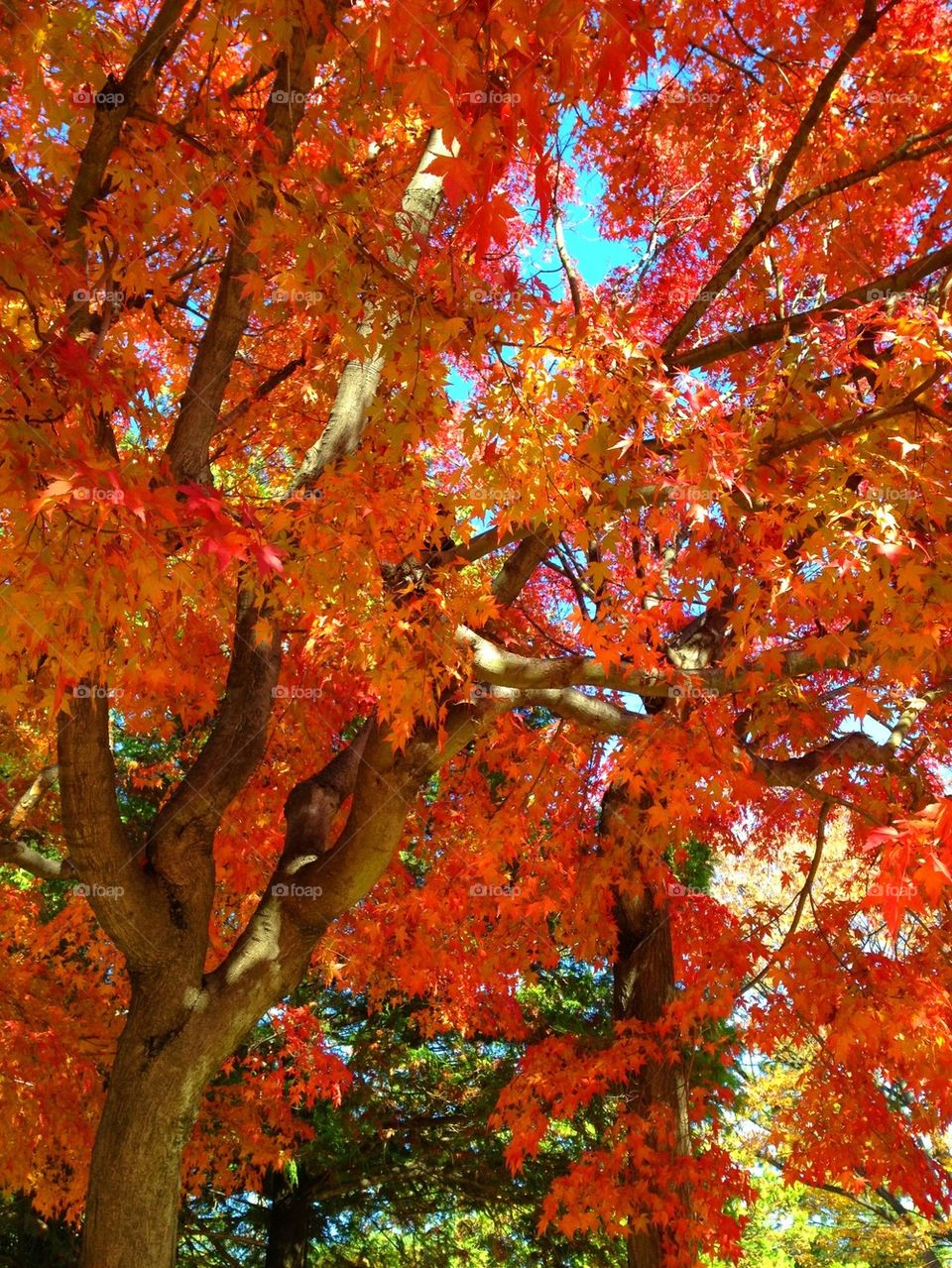 Japanese maples, autumn 