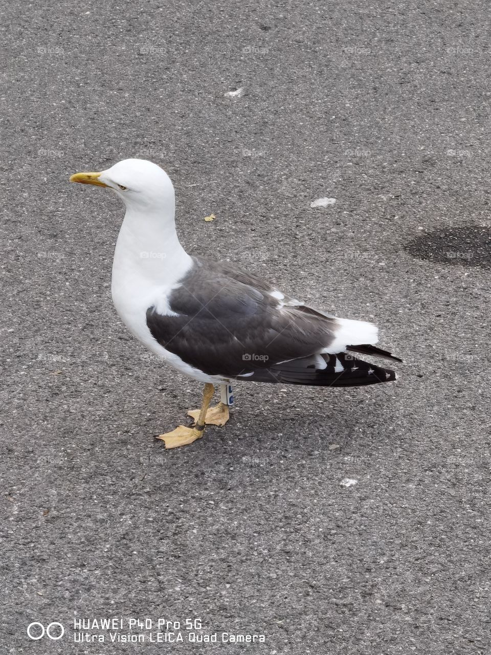 paloma posa en patio de un parque de Bristol con elegancia