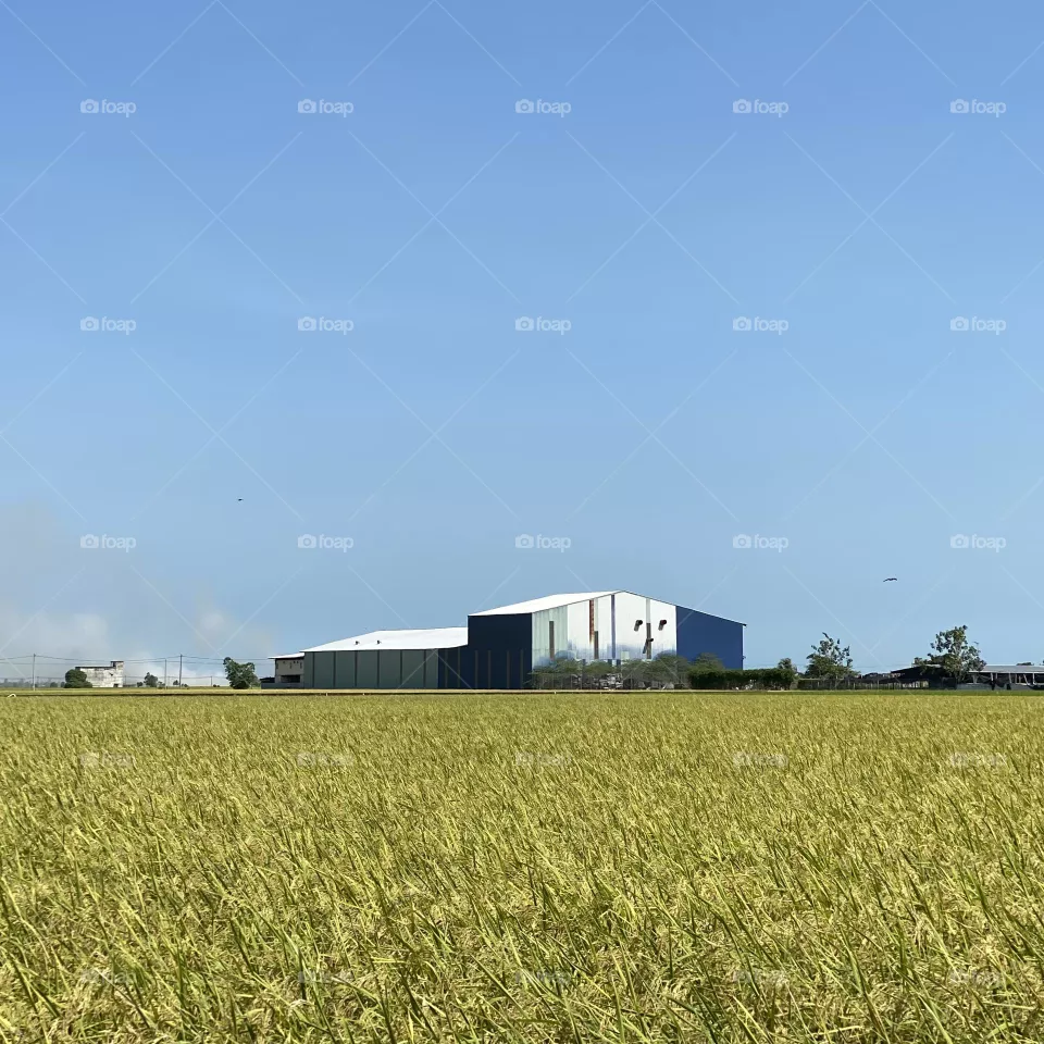 Sunny rice field