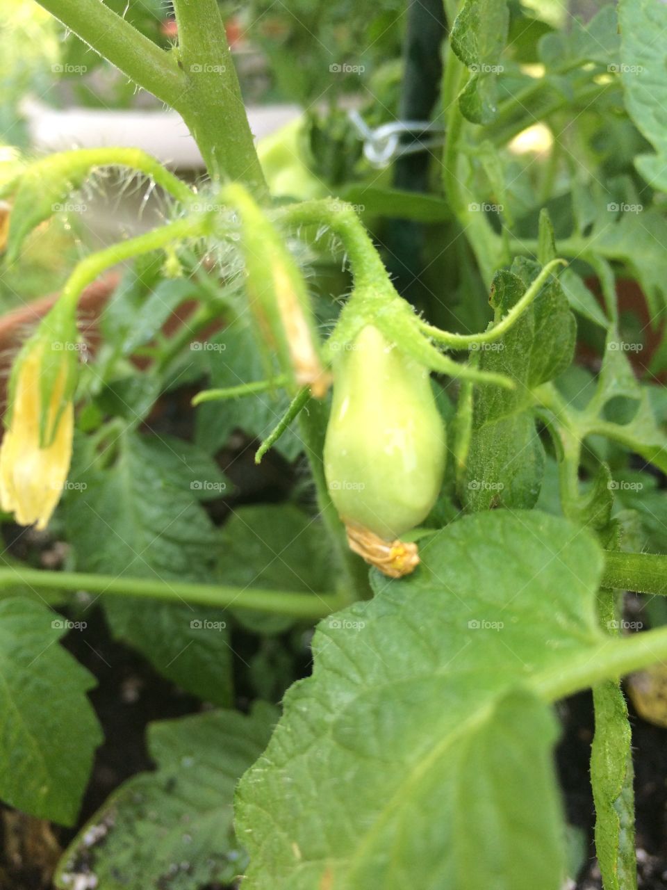Baby tomato with the last of its flower attached.