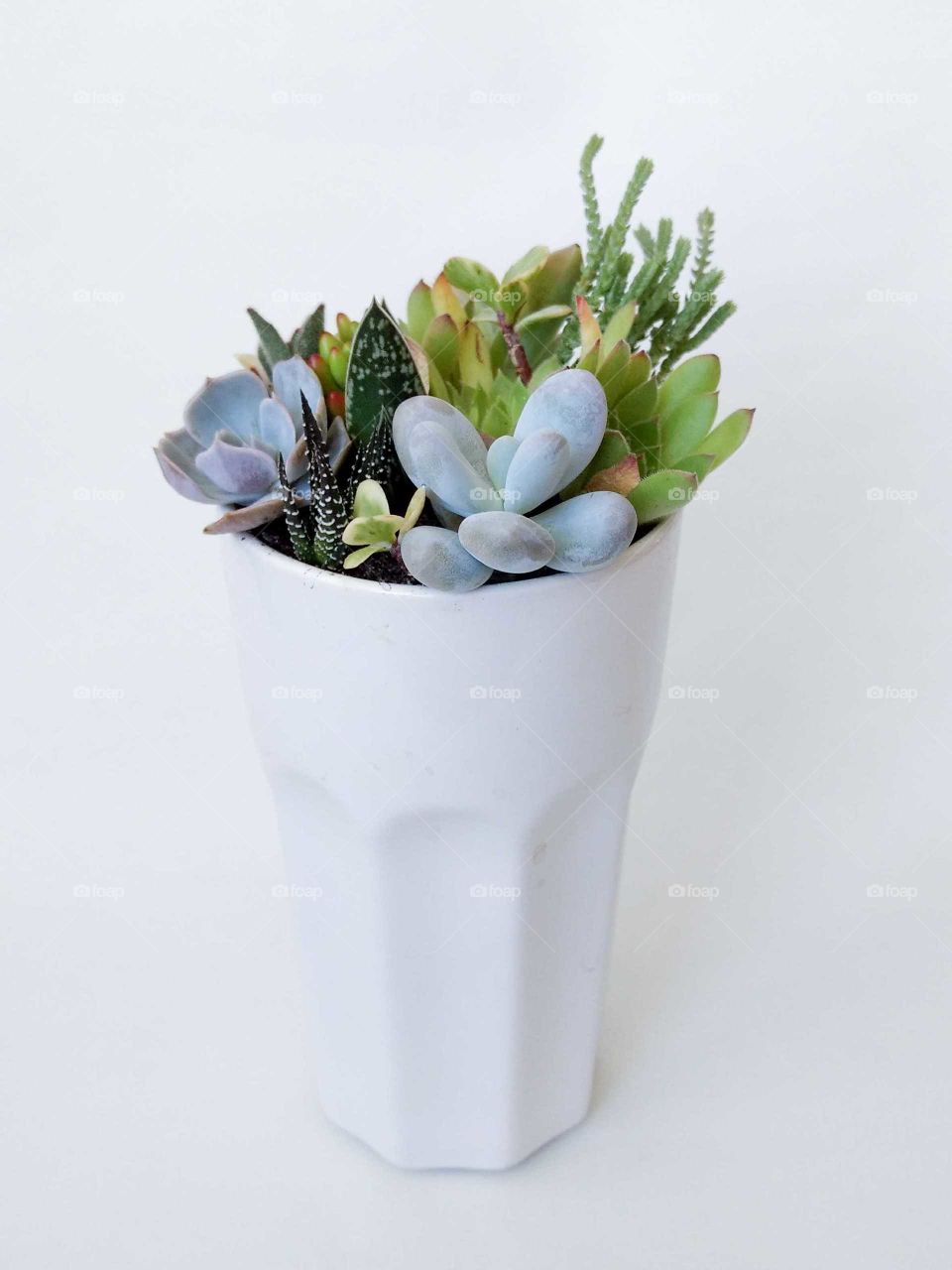 The succulent terrarium in ceramic pot
