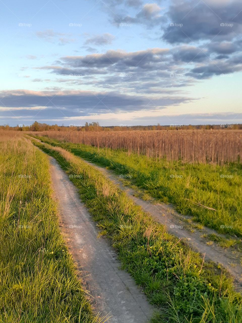 Spring green meadows and dirt road at sunset