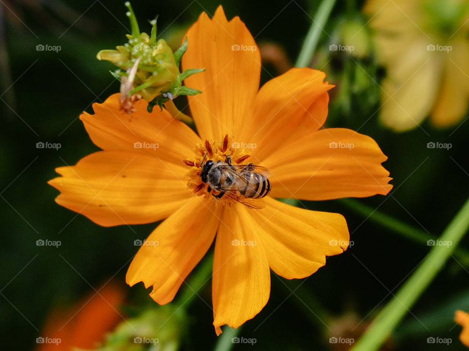 The bee is at the orange flower