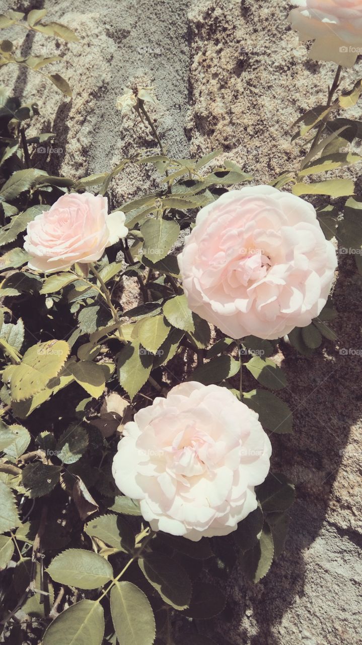 Rose, Flower, Floral, Petal, Romance