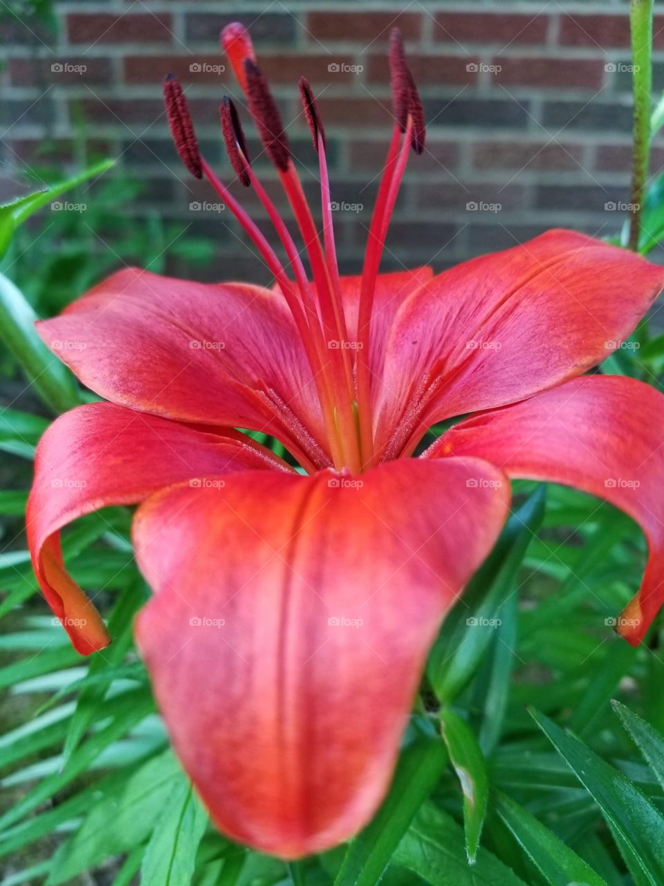 Beauty in a simple flower🌺