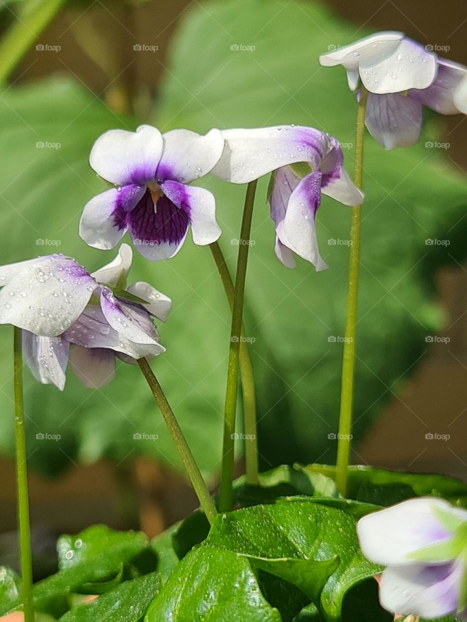 Violet flower