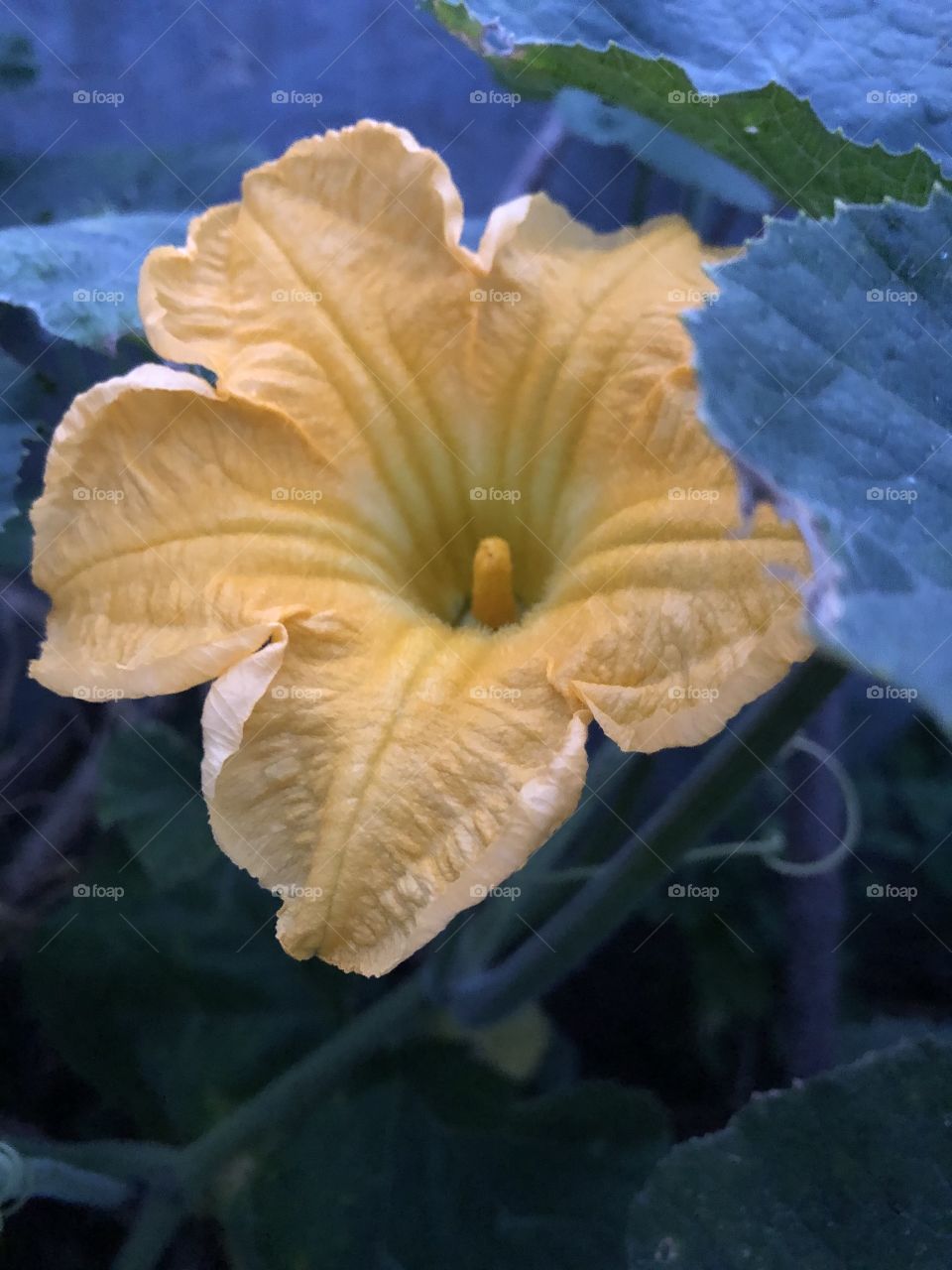 Plants around everywhere, Countryside ( Thailand)