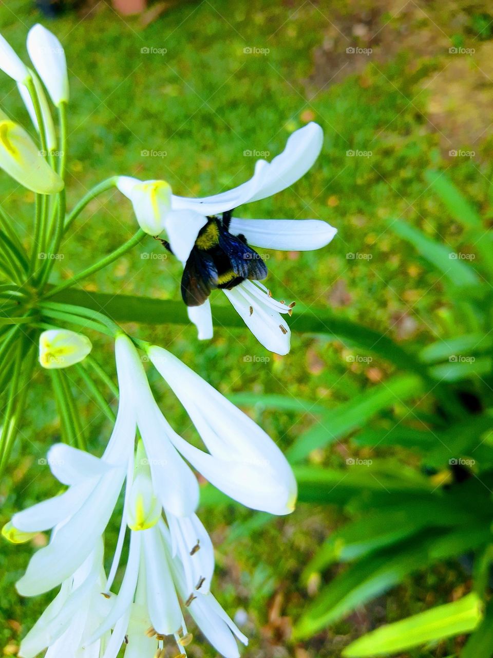 insect in a flower