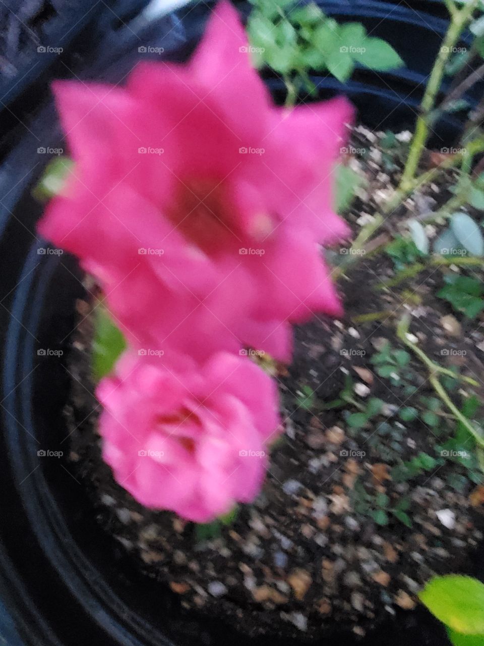 beautiful pink roses