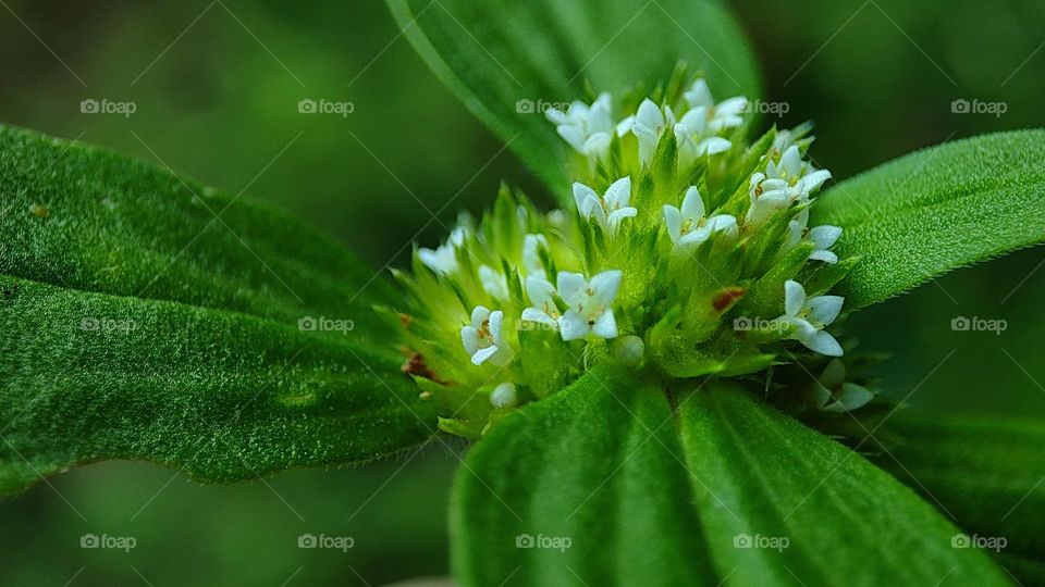 Beautiful little white flowers