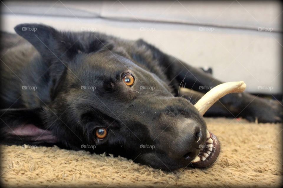 Black German shepherd laying down with an antler in his mouth. 