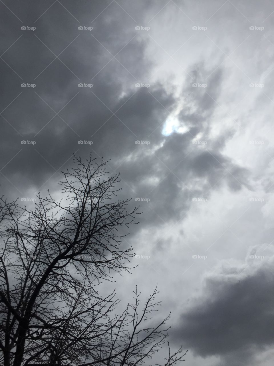 Tree and Sun, Stormy Weather