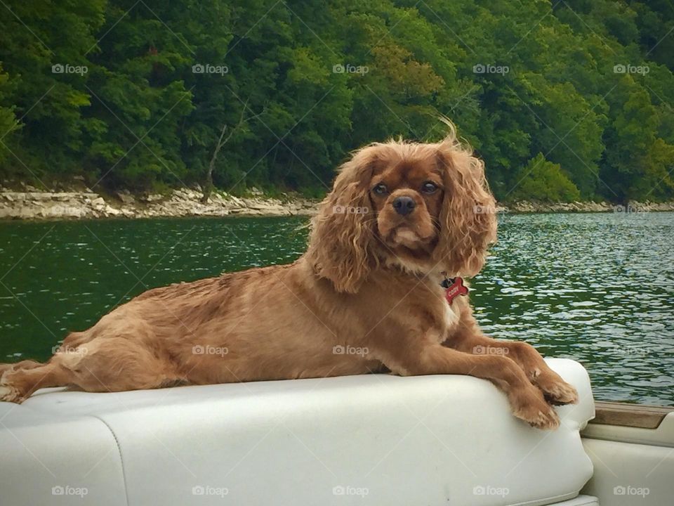 Adorable Ruby Cavalier King Charles Spaniel enjoying a day on the boat