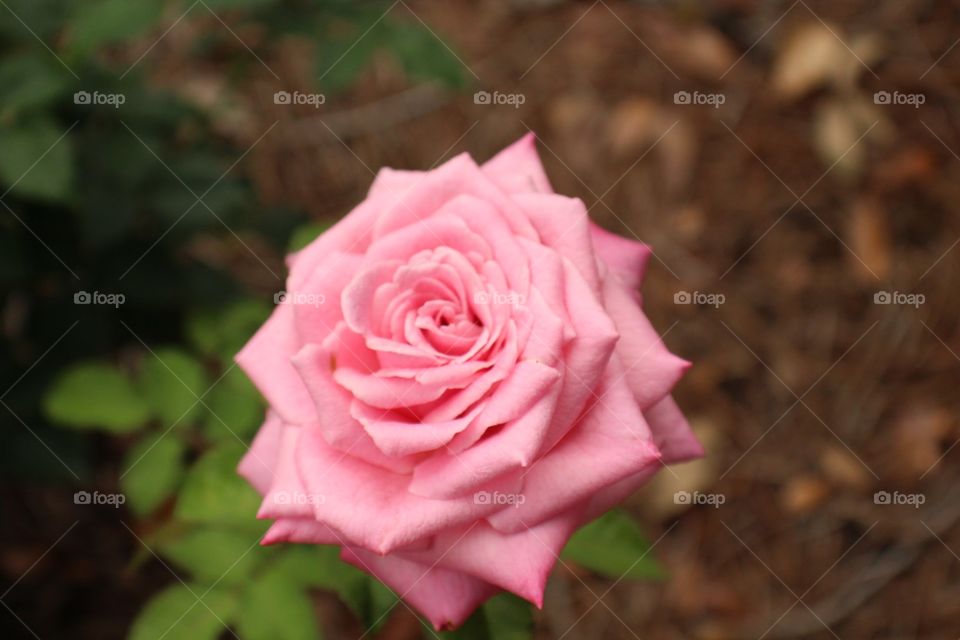 Pink rose open