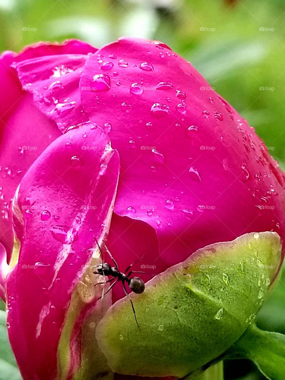 peony bud the rain with an ant crawling on top