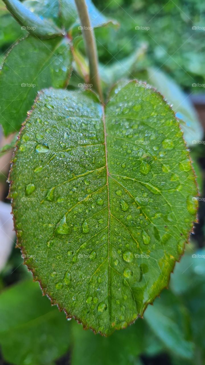 dew drops on a leaf