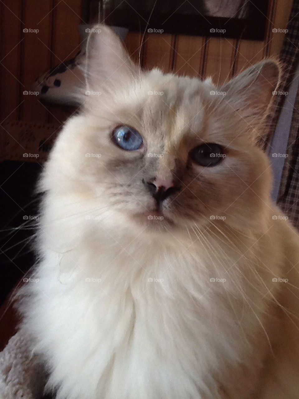 Ragdoll cat blue eye