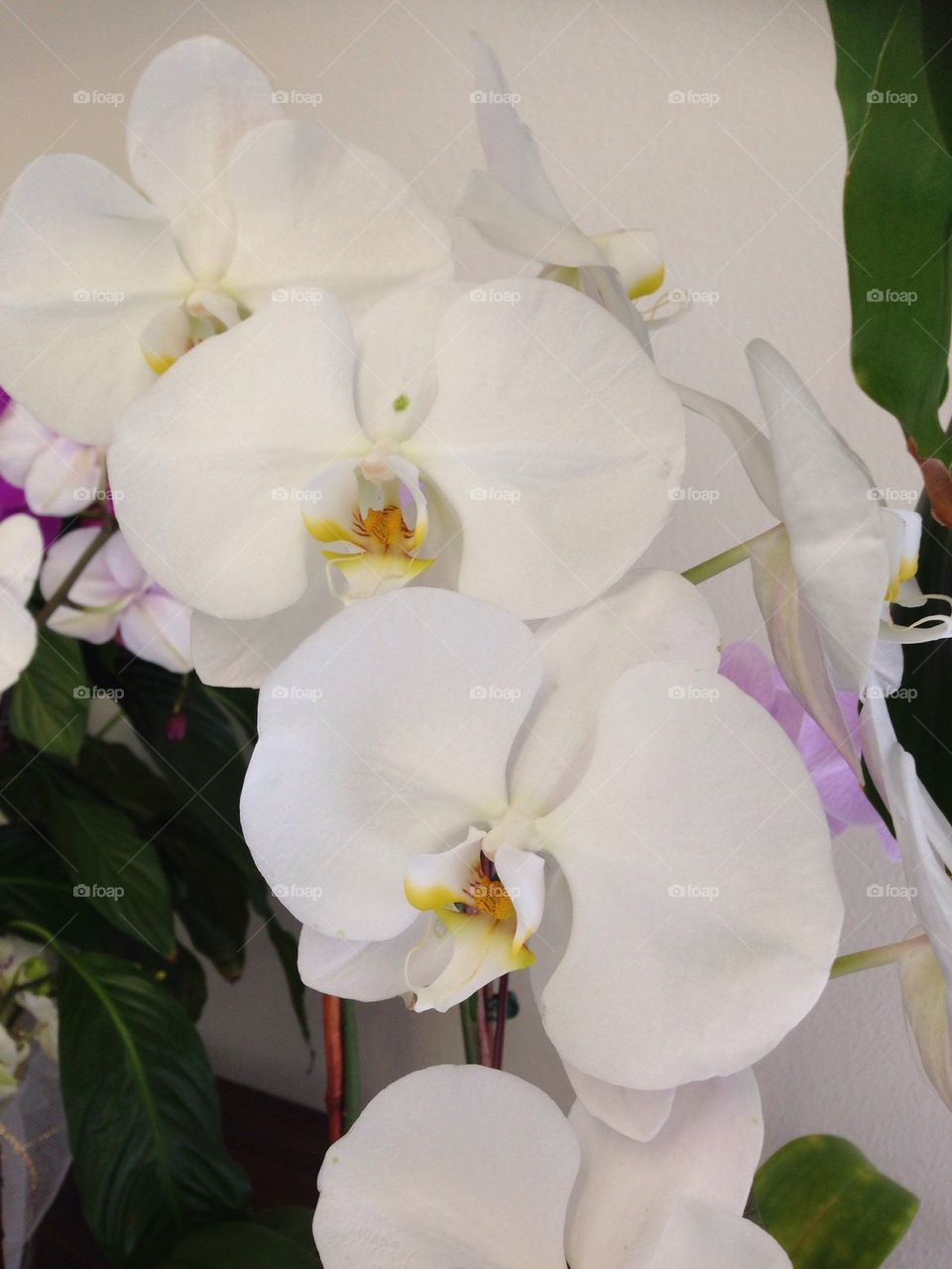 White orchids 