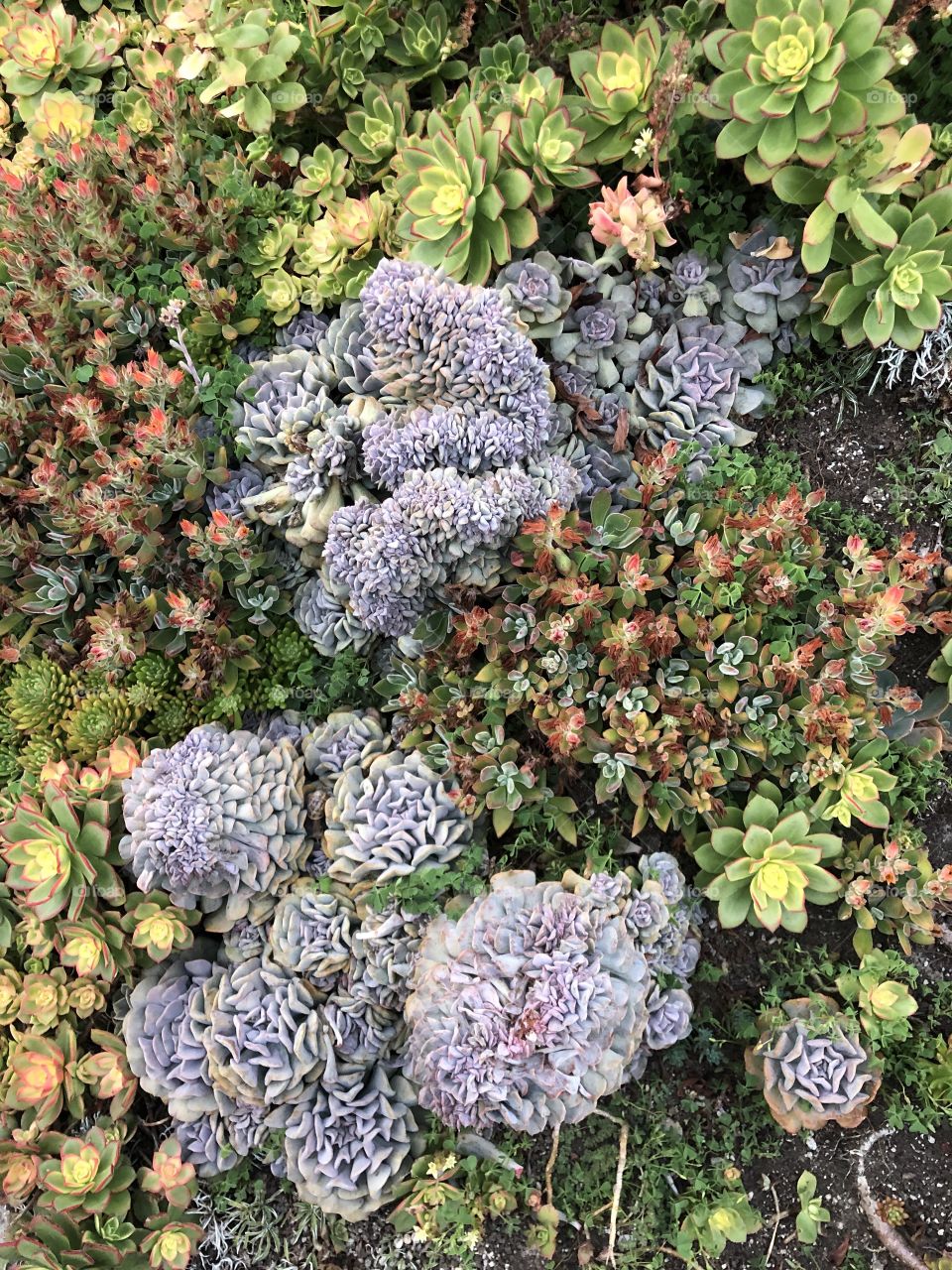 Medley of colorful succulent plants showcasing the beauty of nature with green, purple, and red